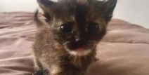 猫看到小姐姐的视频就叫,萌态百出！